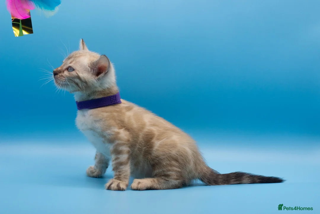 Bengal cats for sale: Snow Lynx Bengal Kittens–Available for Reservation - Advert 13