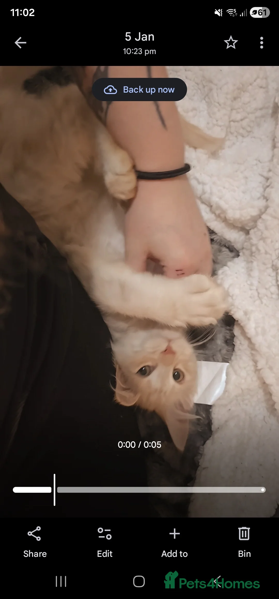 Maine Coon cats for sale: Male Maincoone kitten  - Advert 2