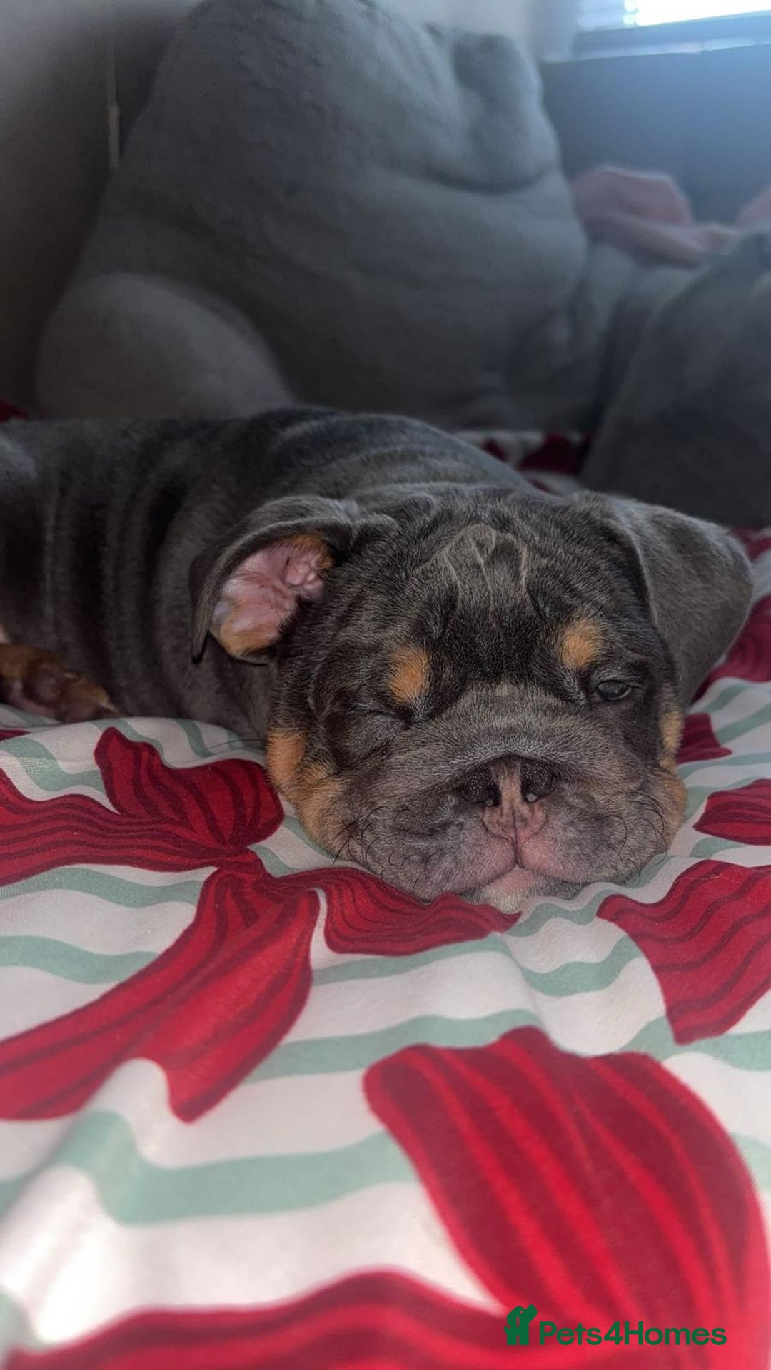English Bulldog dogs for sale: *REDUCED* Blue & Tan English Bulldog Female - Advert 17