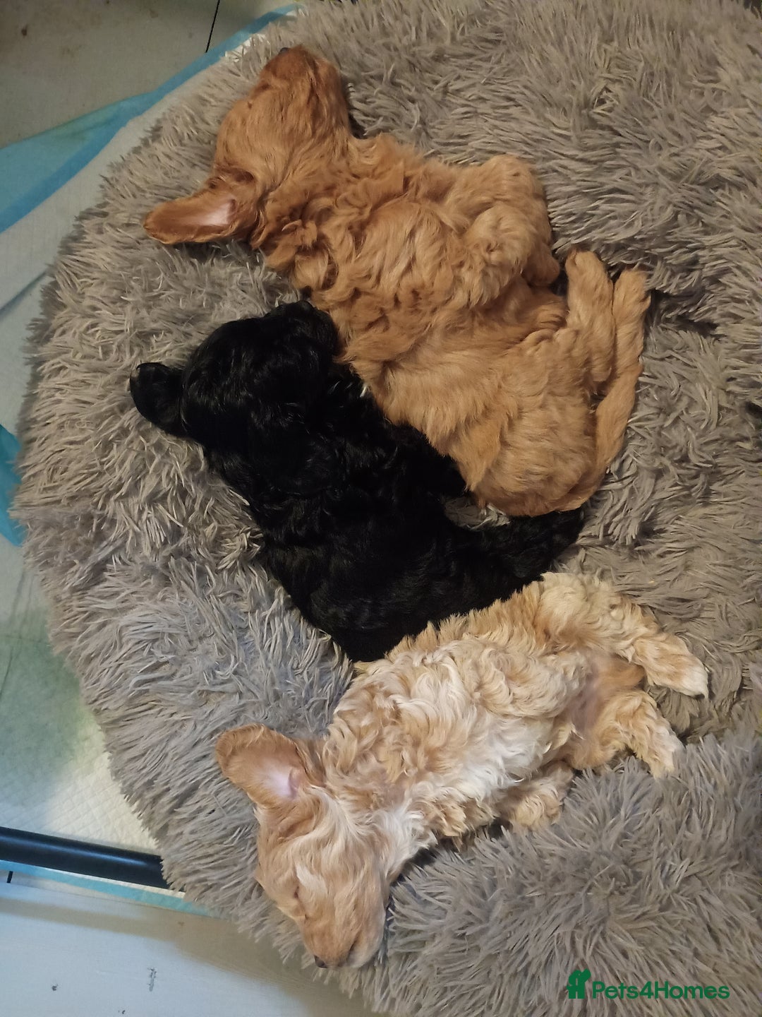 Toy Poodle dogs for sale: Toy poodle puppies  - Advert 5