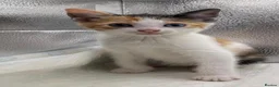Mixed Breed cats for sale: Stunning mixture of kittens - Advert 23