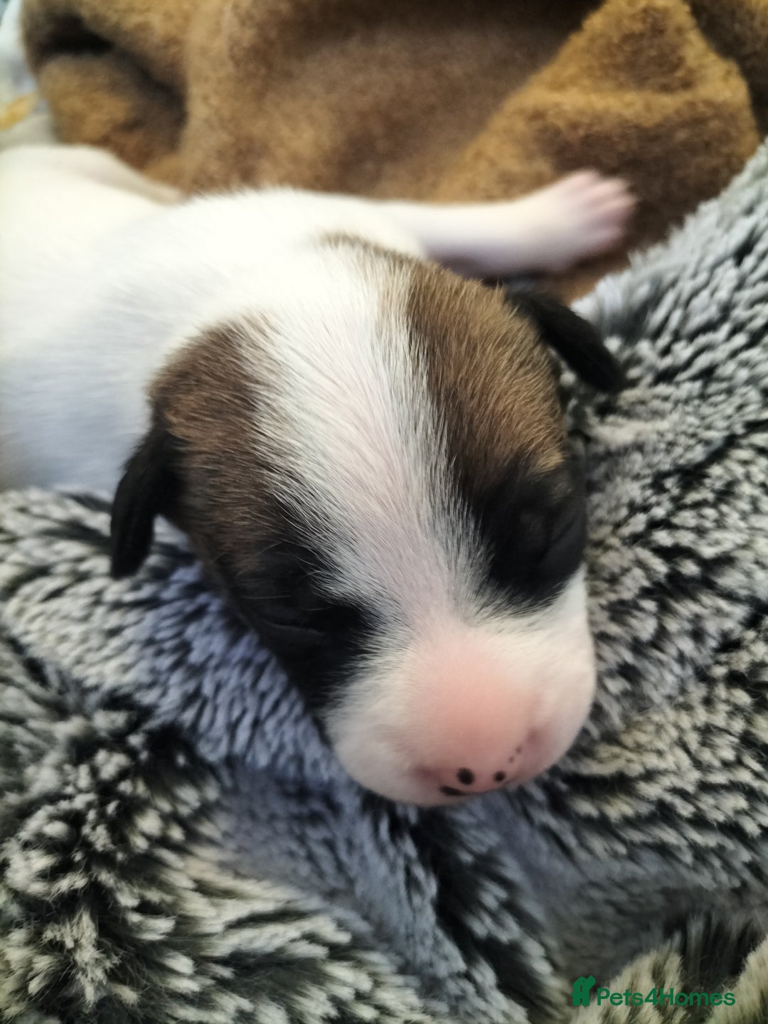 Mixed Breed dogs for sale: Cute litter of puppies  - Advert 24