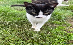British Shorthair cats for sale: Brother and sister need rehoming  - Image 4