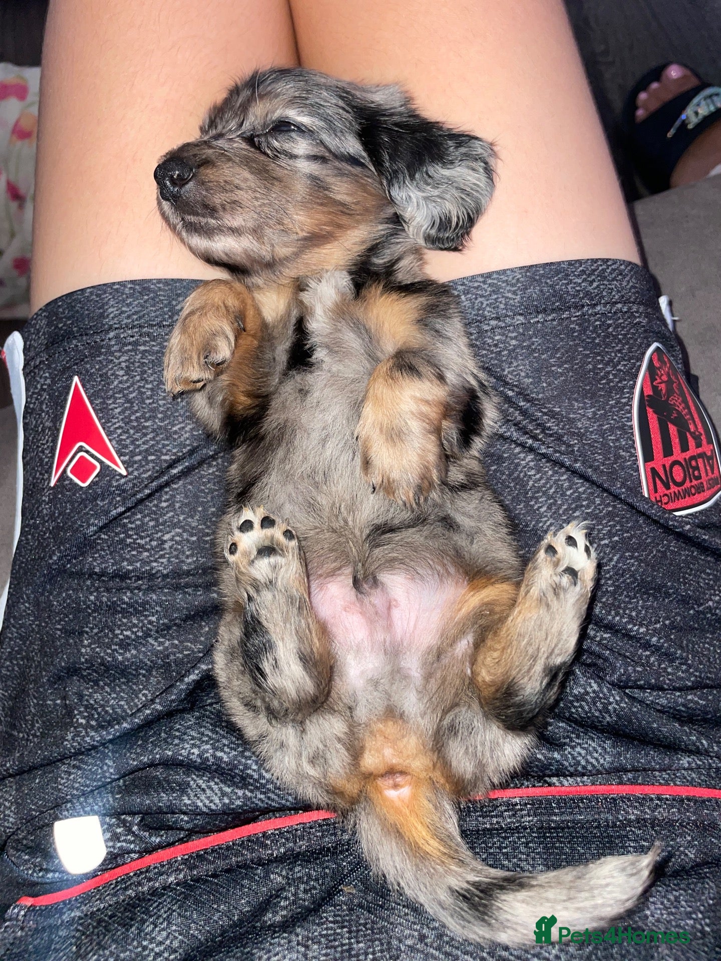 Miniature Dachshund dogs Fluffy miniature dachshund  - Advert 2