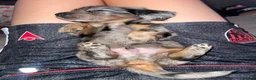 Miniature Dachshund dogs for sale: Fluffy miniature dachshund  - Advert 5
