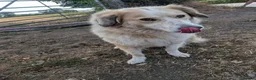 Mixed Breed dogs for adoption: Meet Elphie, currently residing in Cheshire in Nantwich - Advert 4