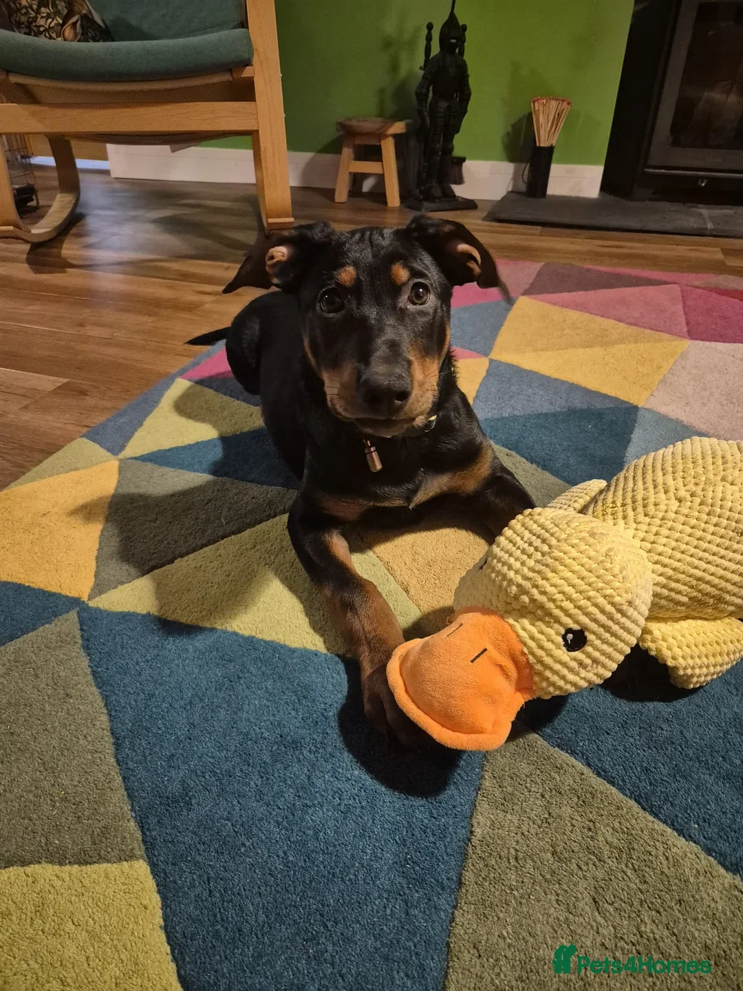 Mixed Breed dogs for sale: 2 Boys🐕🐾Kelpie x Chinese Red Dog - Advert 2