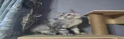 Maine Coon cats for sale: MaineCoon Boy  - Advert 7