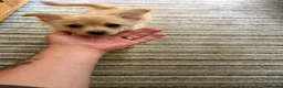 Pomchi dogs for sale: Pomchi puppies in High Wycombe - Advert 6