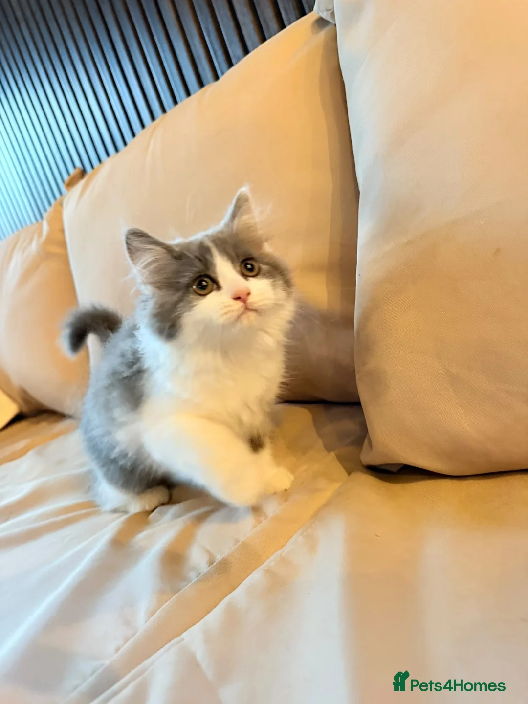 Mixed Breed cats for sale: 🐱 Beautiful Kittens – 2 Boys & 2 Girls 🐈‍⬛ in Hayes - Advert 25