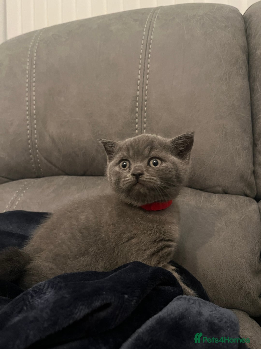 British Shorthair cats for sale: Pedigree BSH fluff balls  - Advert 2