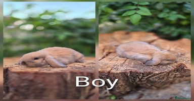 Mini Lop rabbits - Advert 5