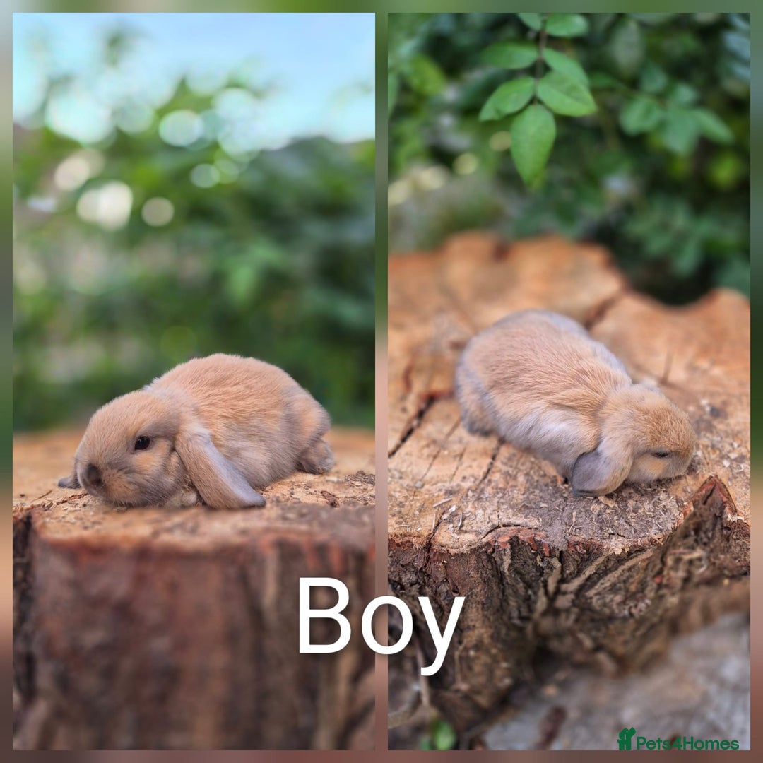 Mini Lop rabbits for sale: Three gorgeous mini lop bunnies for sale sale - Image 2