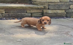 Miniature Dachshund dogs for sale: Miniature Longhaired Dachshund Puppies  - Image 32