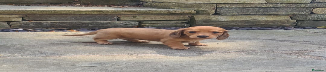 Miniature Dachshund Puppy 4