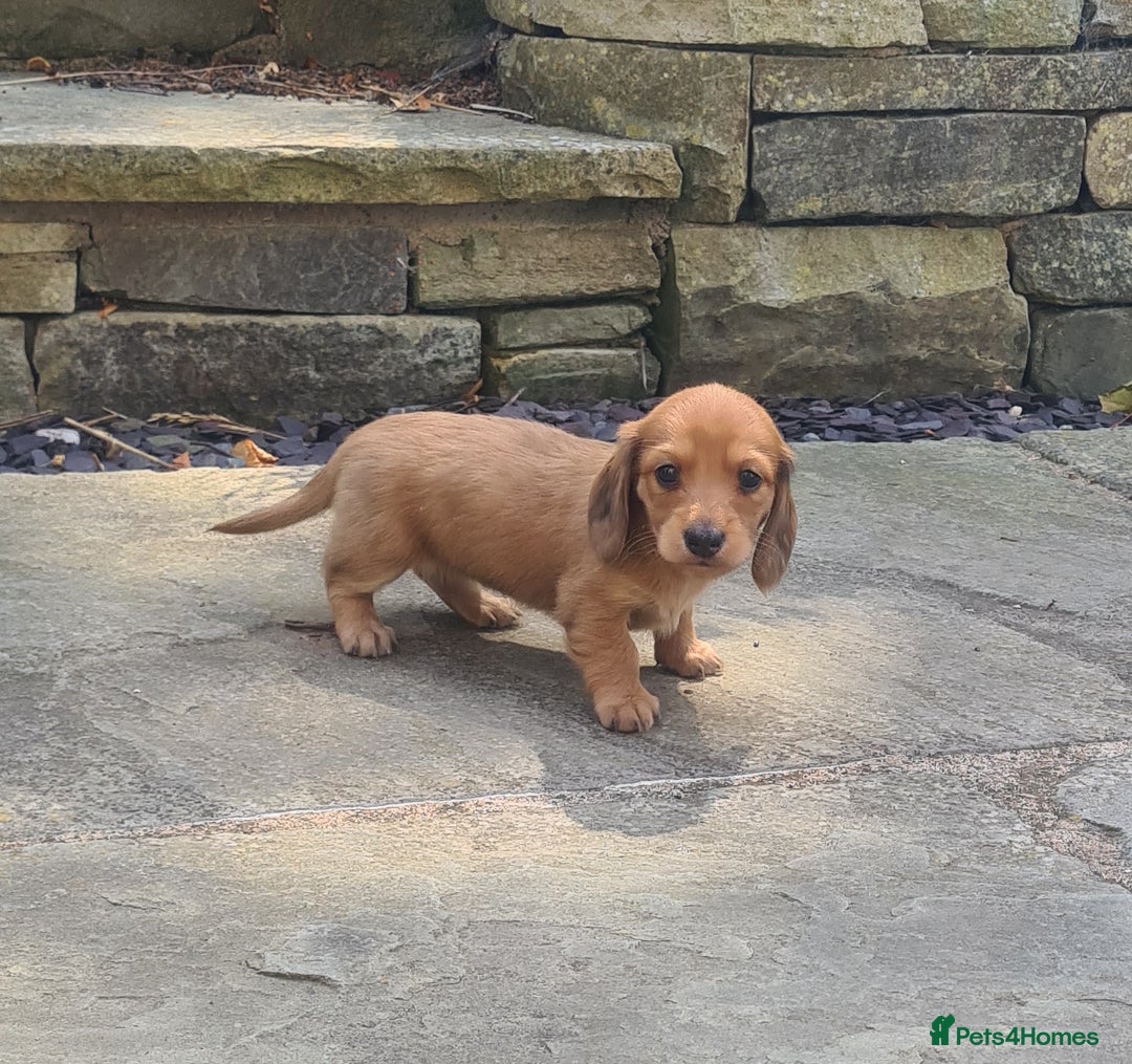 Miniature Dachshund dogs for sale: Miniature Longhaired Dachshund Puppies  - Image 32
