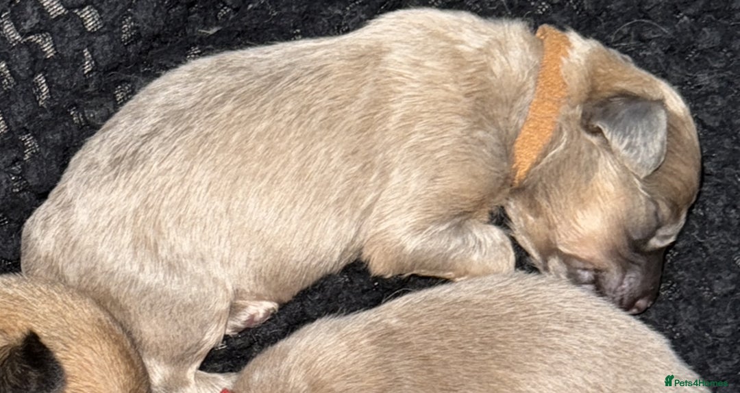 Mixed Breed dogs for sale: Pomeranian x Dachshund puppies available! - Image 9