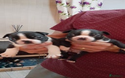 Boston Terrier dogs for sale: Stunning boston terrier puppies - Image 3