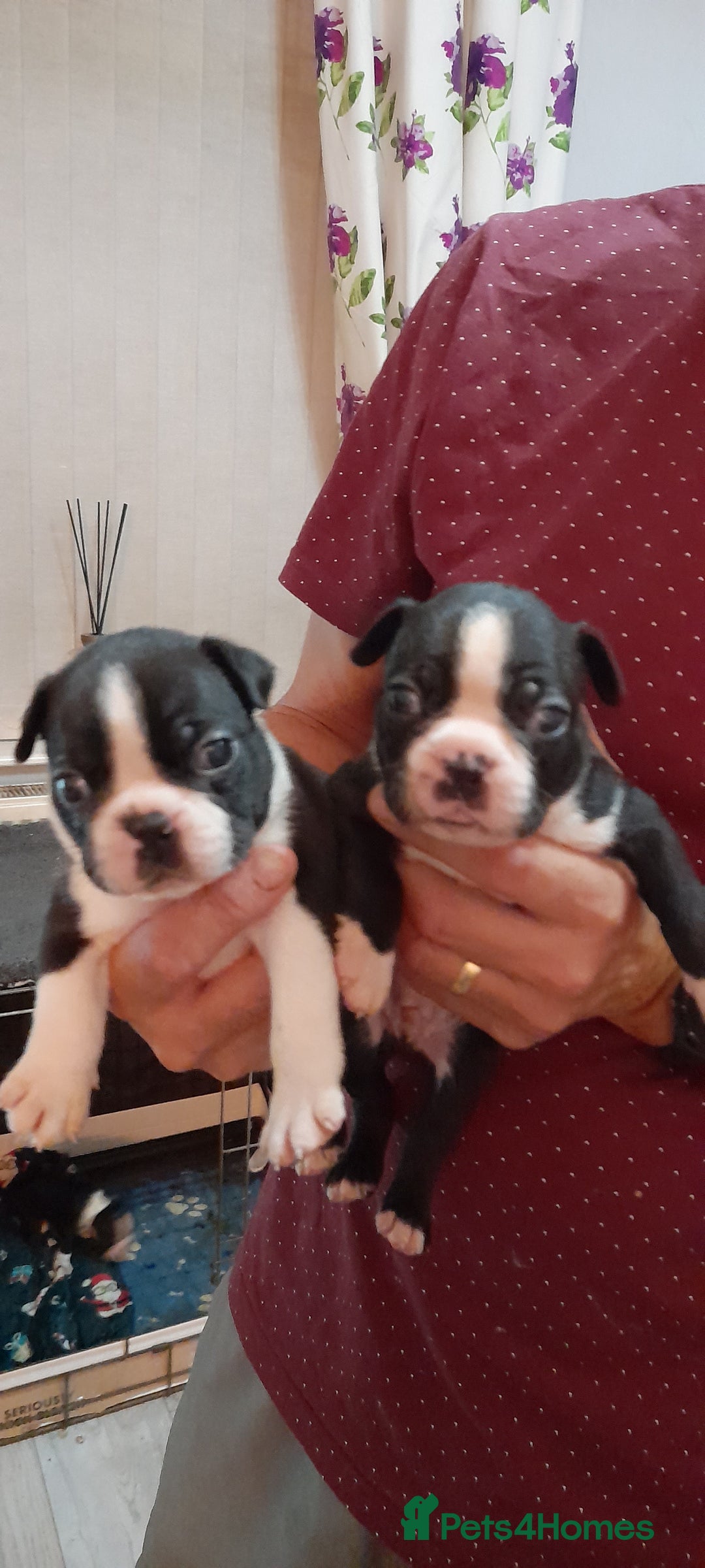 Boston Terrier dogs for sale: Stunning boston terrier puppies - Image 3