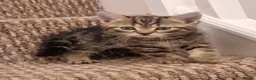 Mixed Breed cats for sale: Beautiful Kittens Ready for Their Forever Homes in Stirling - Advert 3