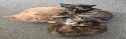 Mixed Breed cats for sale: Beautiful mixed ginger calico kittens for sale - Advert 10