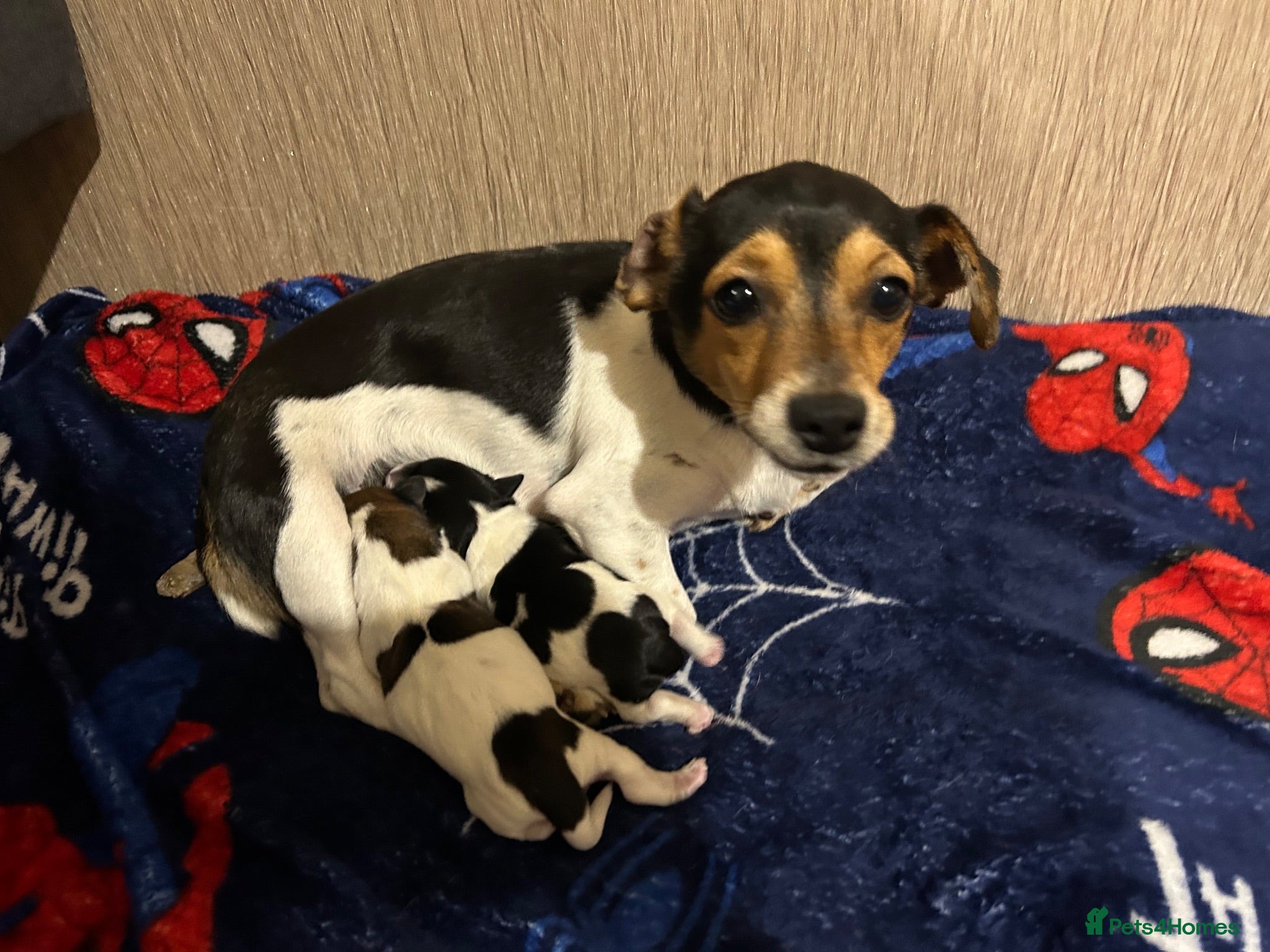 Jack Russell dogs Jack Russel  - Advert 1