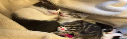 Mixed Breed cats for sale: Beautiful little kittens - Advert 9