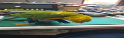 Conures birds for sale: Silly Tame hand reared Male Sun Conure with cage - Advert 10