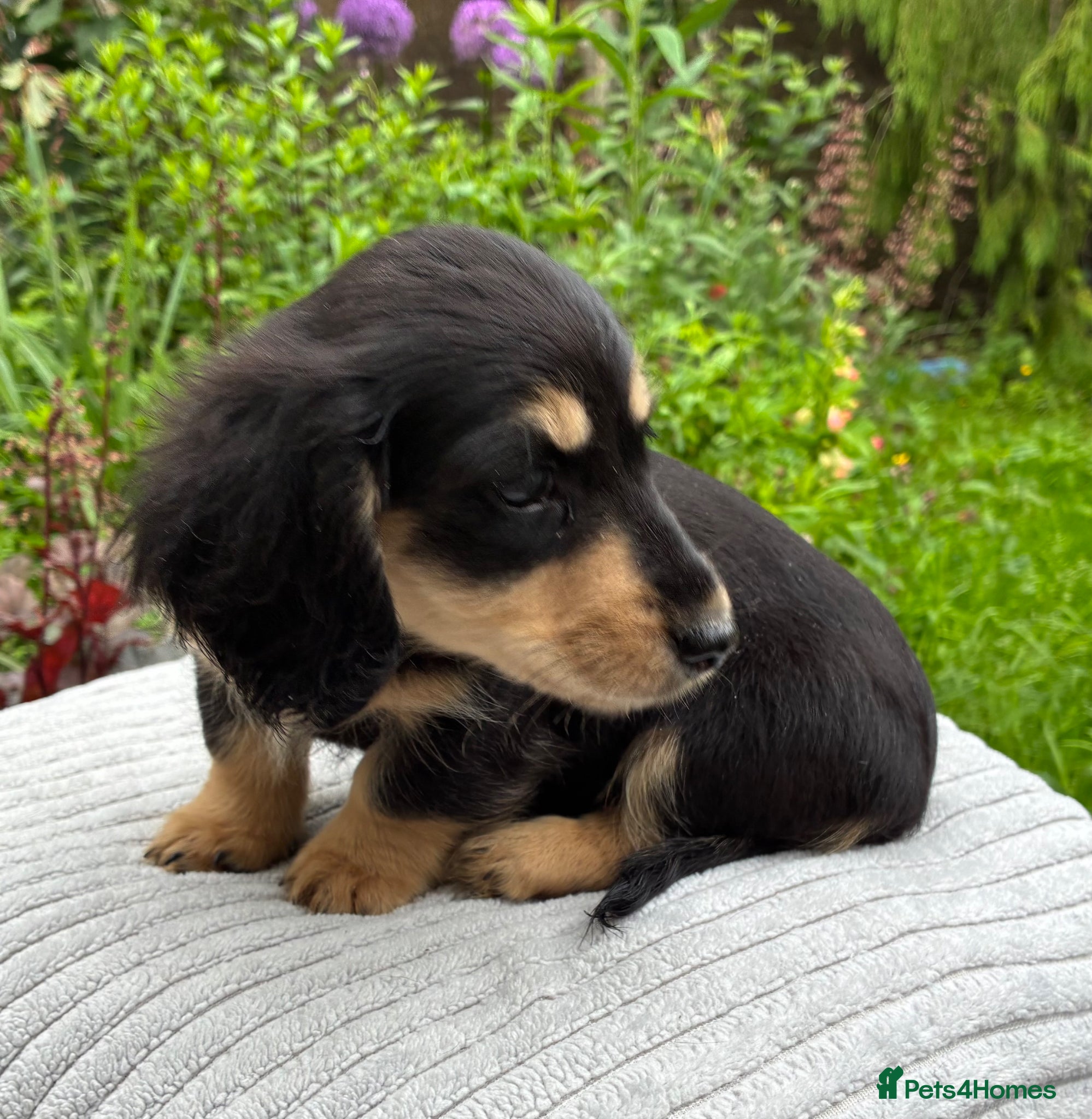 Miniature Dachshund dogs GORGEOUS KC reg PRA CLEAR MINI DACHSHUND PUPPIES - Advert 2