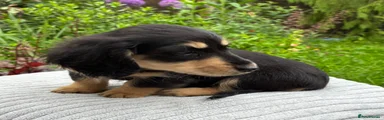 Miniature Dachshund Puppy 2