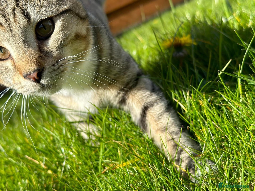 British Shorthair cats for sale: Loki Short Hair Tabby with white Chest - Advert 4