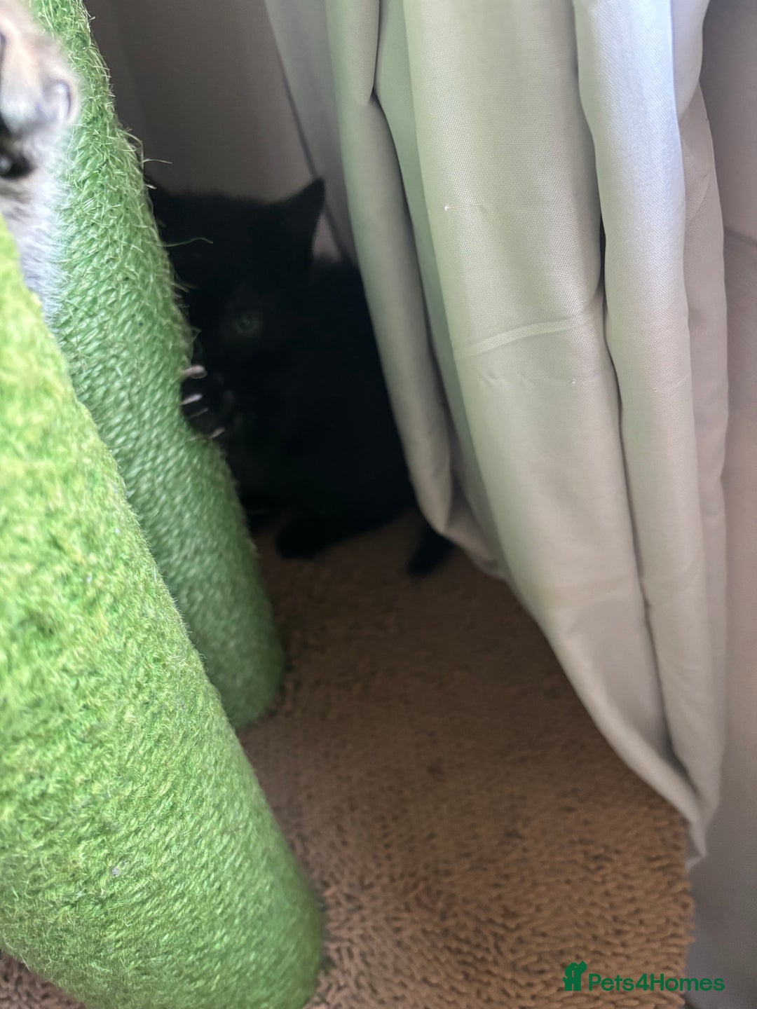 Mixed Breed cats for sale: Cute kittens - Image 2