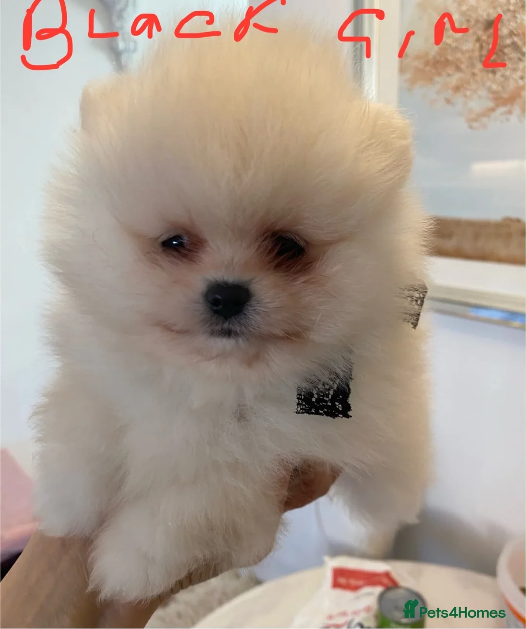 Pomeranian dogs for sale: Gorgeous puppies  - Advert 2