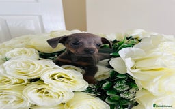 Miniature Dachshund dogs for sale: Micro mini dachshund  - Image 27