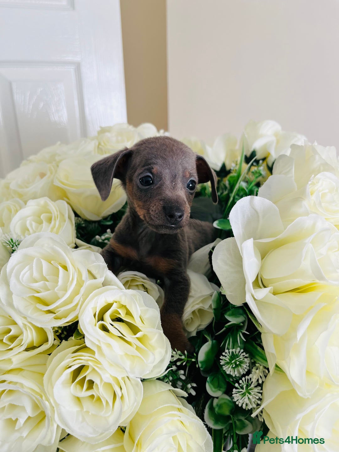 Miniature Dachshund dogs for sale: Micro mini dachshund  - Image 27