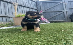 Mixed Breed dogs for sale: LAST PUPPY REMAINING - Bluebelle Female - Image 2