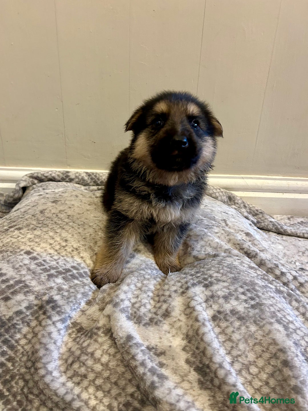 German Shepherd dogs for sale: 6 beautiful German Sheperd puppies  - Image 3