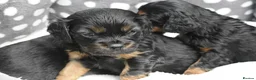 Cavapoo dogs for sale: Health Tested Cavapoo Puppies  - Advert 13