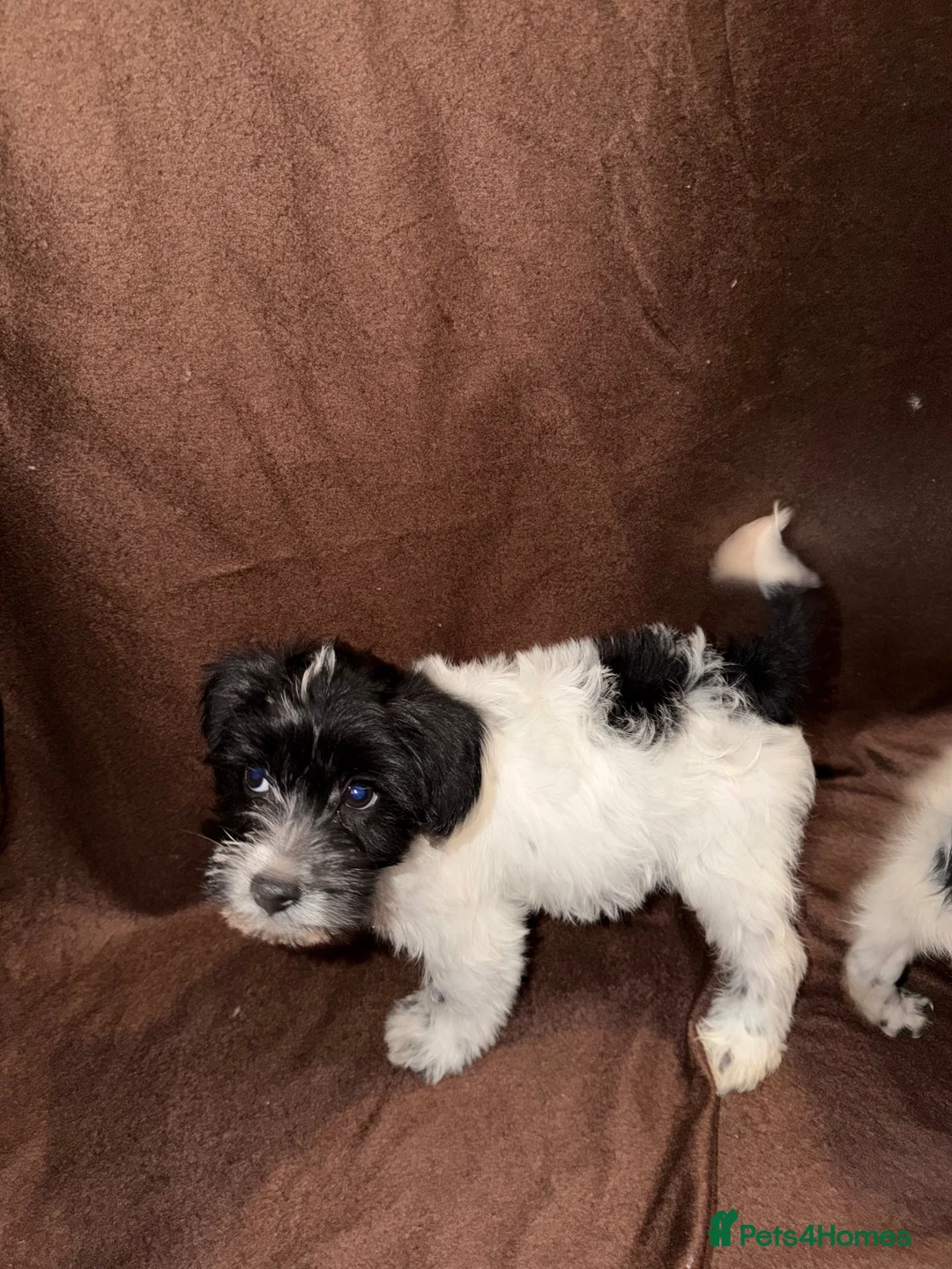 Mixed Breed dogs for sale: Gorgeous Girls Cavajackpoos in Cranleigh - Advert 20