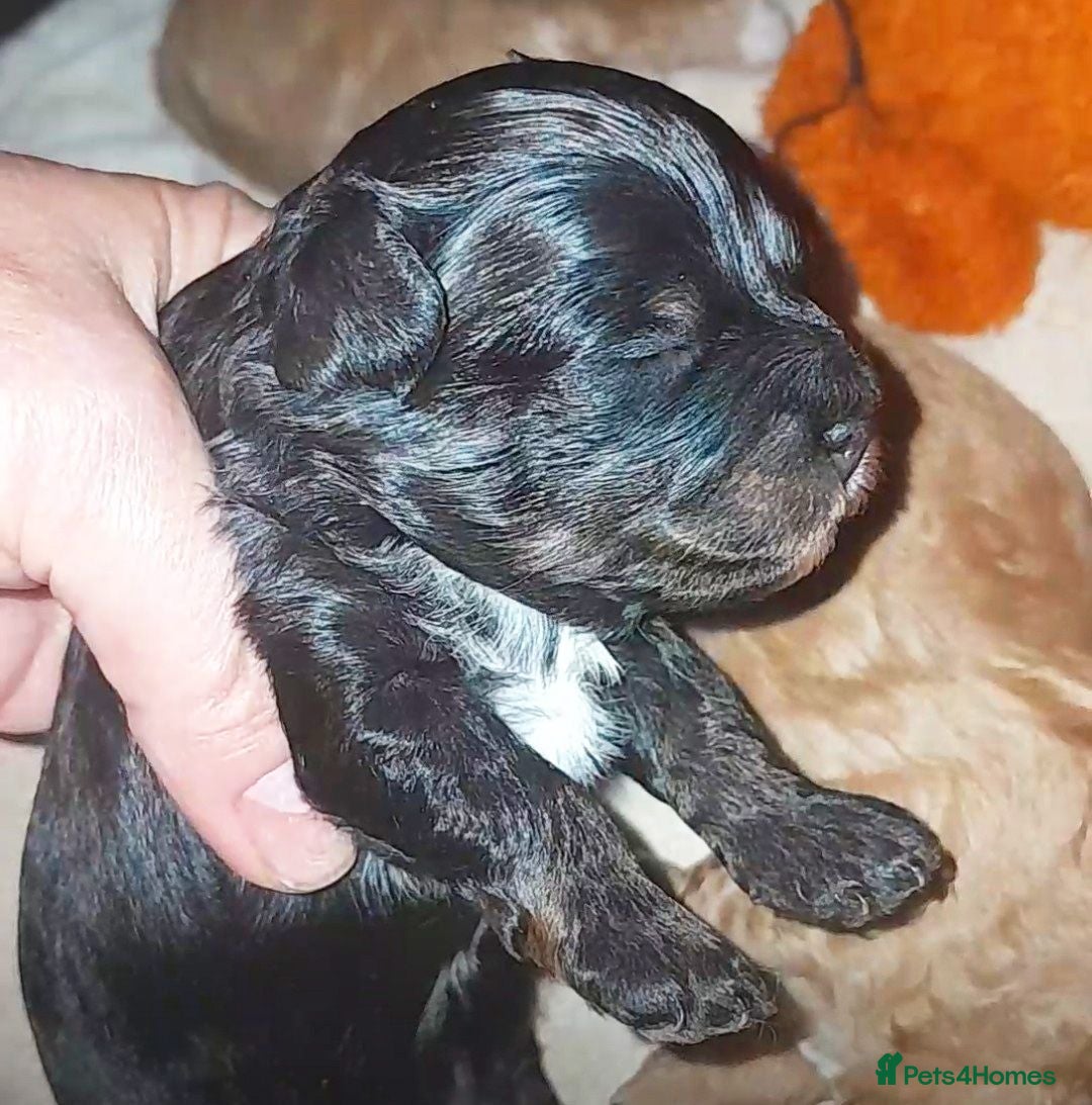 Maltipoo dogs 1 BLACK TAN BOY AVAILABLE!F1b Asian Maltipoo Puppy - Advert 2