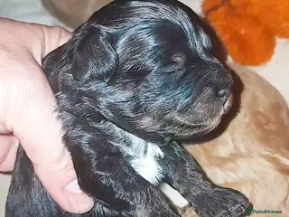 Maltipoo dogs 1 BLACK TAN BOY AVAILABLE!F1b Asian Maltipoo Puppy - Advert 2