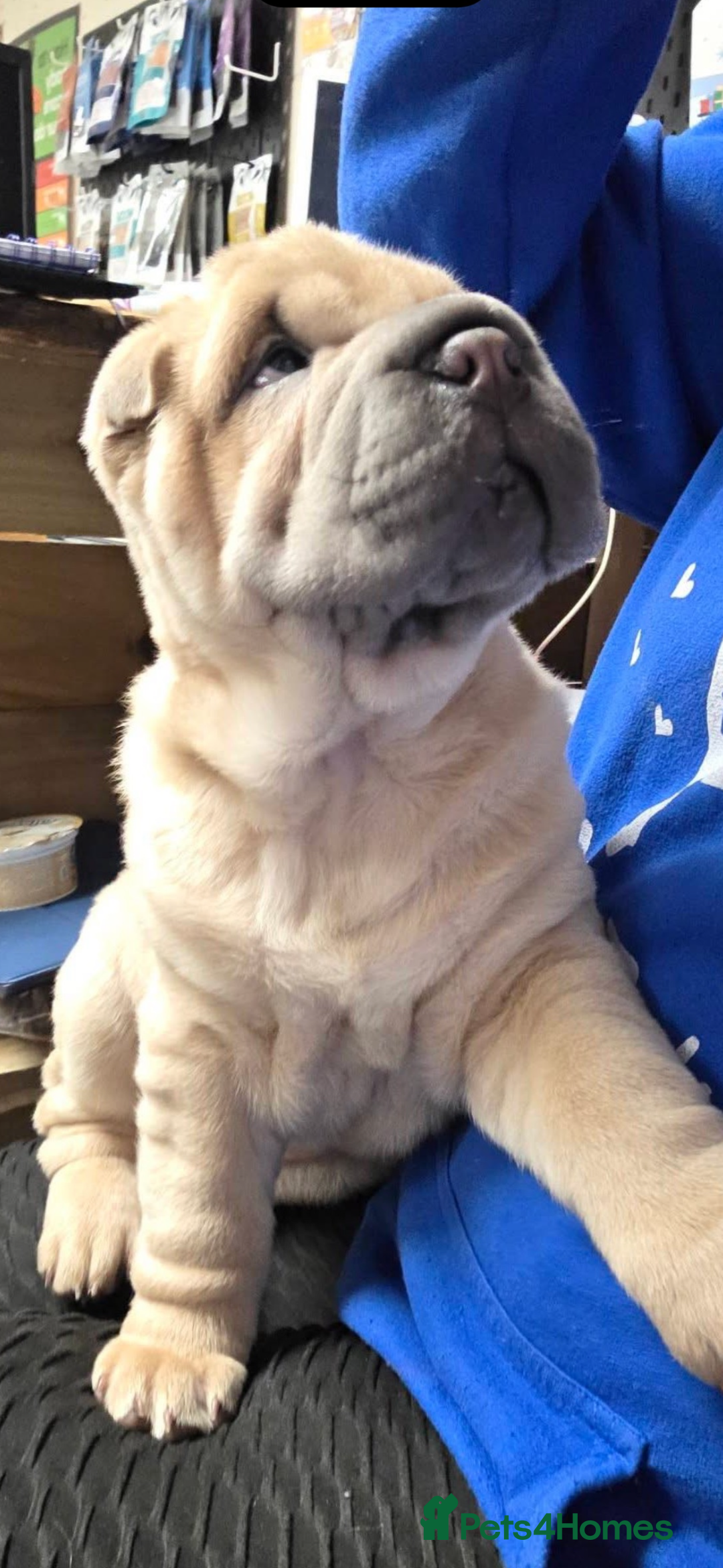 Shar Pei dogs for sale: Shar pei chunky boy  - Advert 3