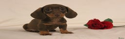 Dachshund dogs for sale: 🌿 Ultimate Miniature Dachshunds 🌿 - Advert 3