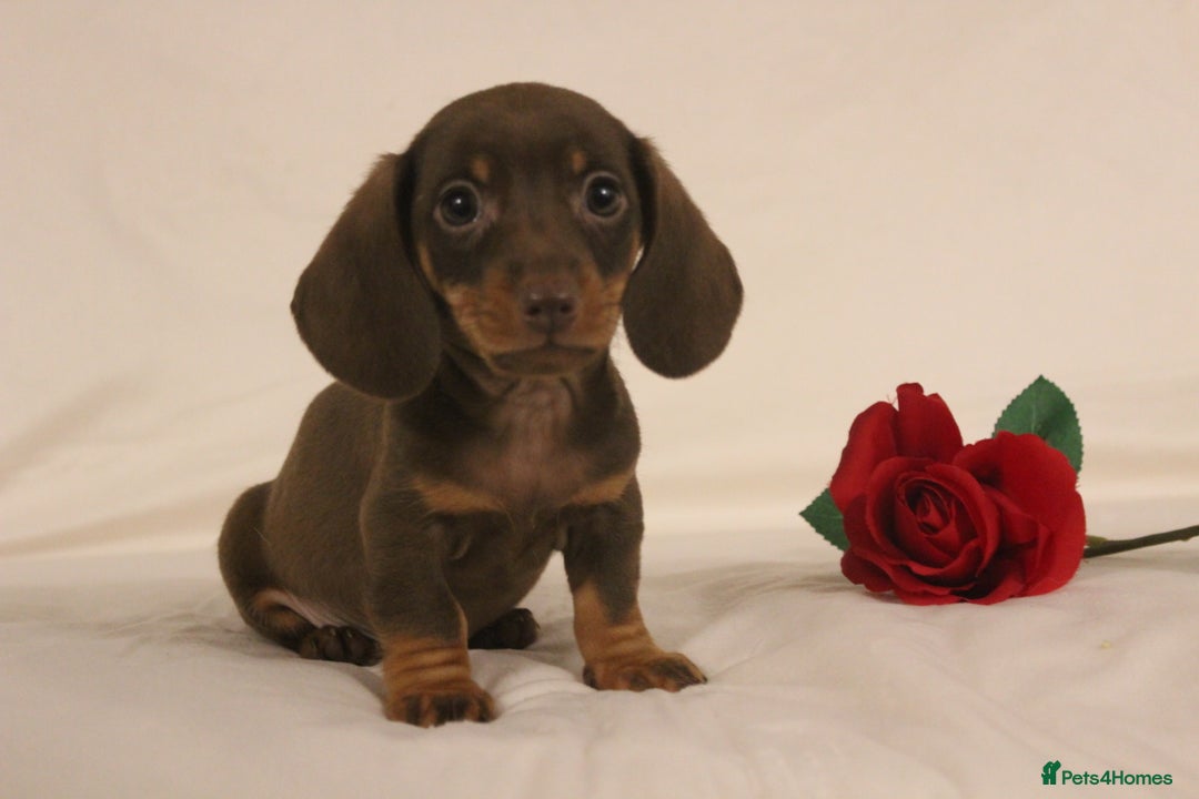 Dachshund dogs for sale: 🌿 Ultimate Miniature Dachshunds 🌿 - Advert 3