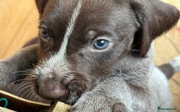 German Wirehaired Pointer dogs for sale: German Wire-haired Pointers of sale - Image 25