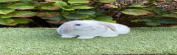 Mini Lop rabbits for sale: Pure bred mini lop . - Advert 2