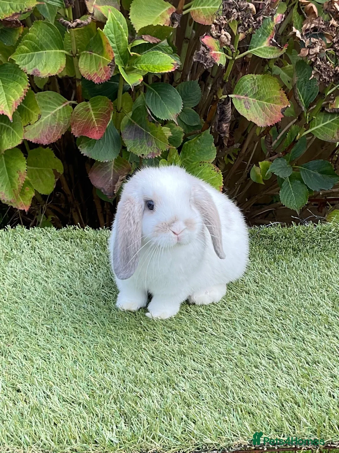 Mini Lop rabbits for sale: Pure bred mini lop . - Advert 2