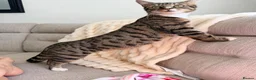 Mixed Breed cats for sale: 3 kittens for sale  in Swanley - Advert 5