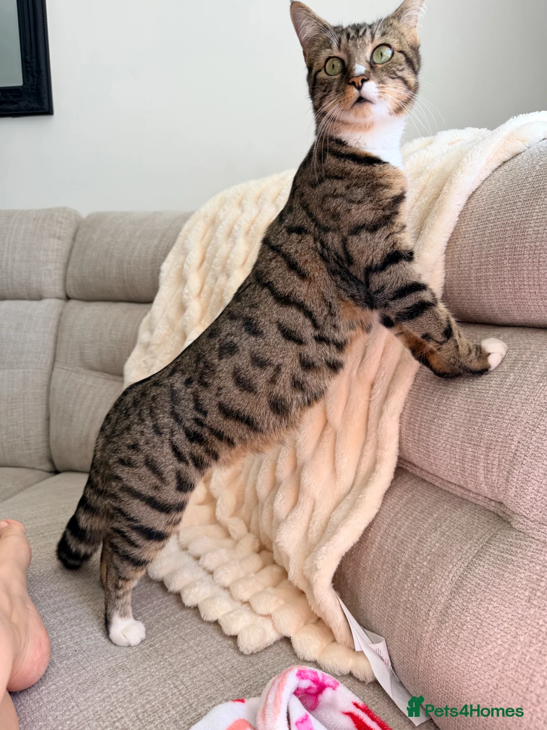 Mixed Breed cats for sale: 3 kittens for sale  in Swanley - Advert 5