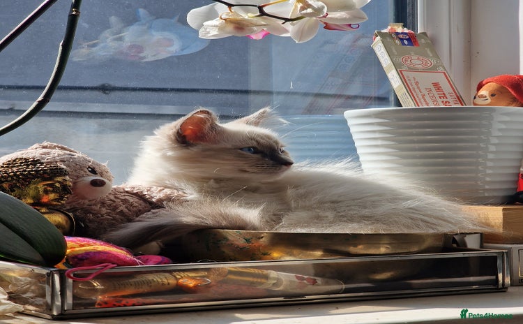 Ragdoll cats - Advert 1